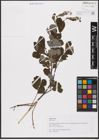 Foto von Salix aurita L.